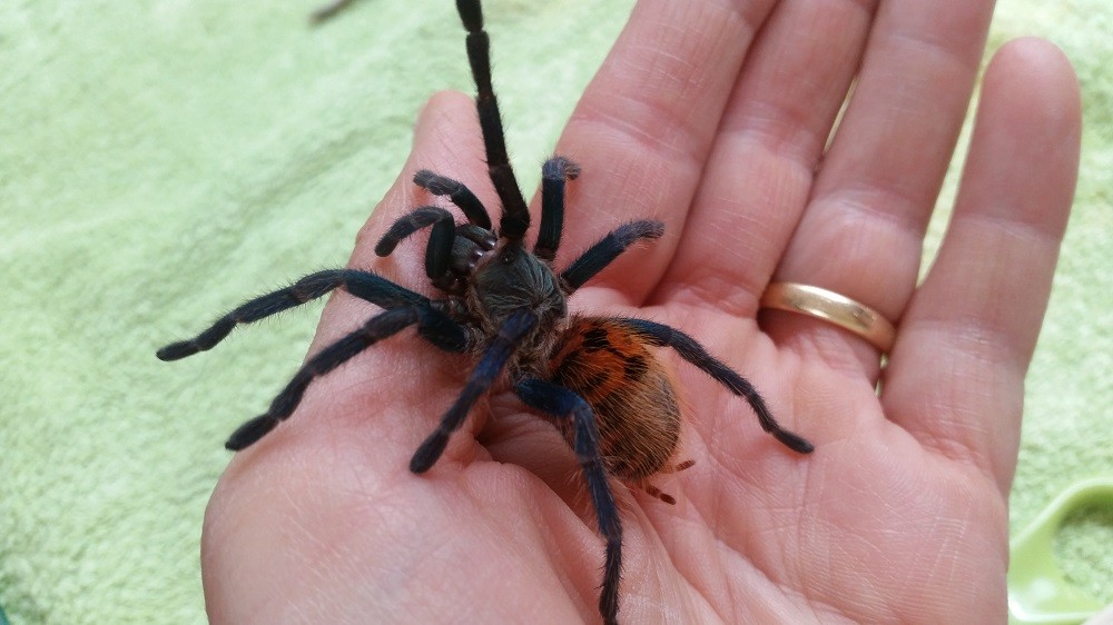 chromatopelma1